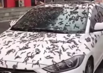 Sorpresa y alarma por lluvia de gusanos en China: por qué pasó