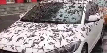 Sorpresa y alarma por lluvia de gusanos en China: por qué pasó