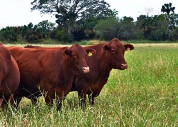 Invita gobierno a productores pecuarios a proponer iniciativas para la Ley Ganadera del Estado de Tamaulipas