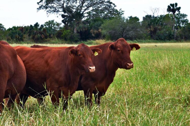 Invita gobierno a productores pecuarios a proponer iniciativas para la Ley Ganadera del Estado de Tamaulipas