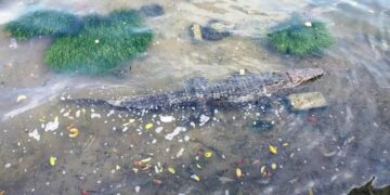 Juanchos da la bienvenida a turistas en Tampico,Madero y Altamira