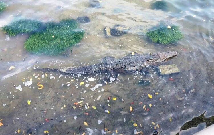 Juanchos da la bienvenida a turistas en Tampico,Madero y Altamira