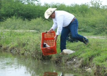 Inician proceso de reproducción de bagre de canal