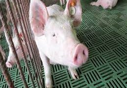 Cerdo mata a carnicero justo cuando iba a ser sacrificado