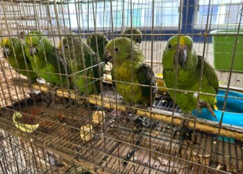 Rehabilitación de mil 500 aves rescatadas del tráfico de especies en la ciudad de México