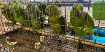 Rehabilitación de mil 500 aves rescatadas del tráfico de especies en la ciudad de México