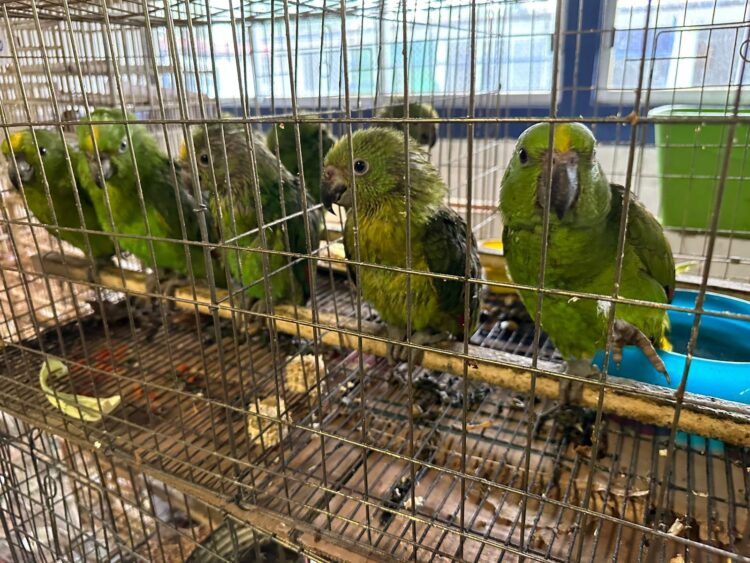 Rehabilitación de mil 500 aves rescatadas del tráfico de especies en la ciudad de México