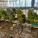 Rehabilitación de mil 500 aves rescatadas del tráfico de especies en la ciudad de México