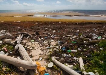 Cambio climático: hablemos de la “isla plástico” y sus habitantes nativos