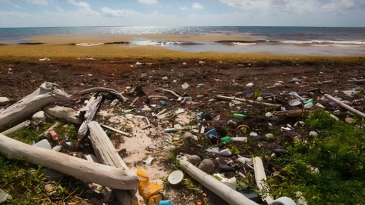 Cambio climático: hablemos de la “isla plástico” y sus habitantes nativos