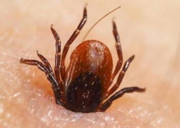 Tragedia en Torreón: un niño de 4 años murió por rickettsiosis tras ser picado por una garrapata