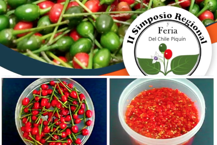 Realiza la UAT acciones para la conservación y aprovechamiento del chile piquín