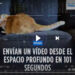 La NASA proyectó el video de un gato desde el espacio