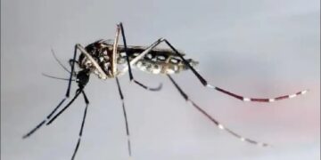 OPS emite alerta por aumento de dengue; México entre los países con más incremento