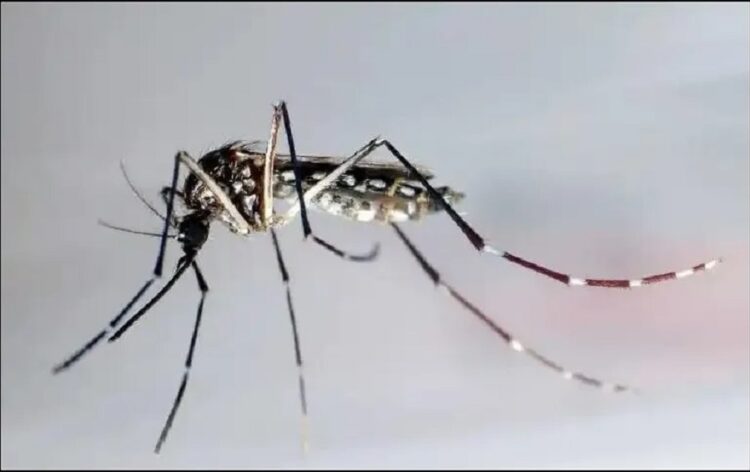 OPS emite alerta por aumento de dengue; México entre los países con más incremento