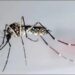 OPS emite alerta por aumento de dengue; México entre los países con más incremento