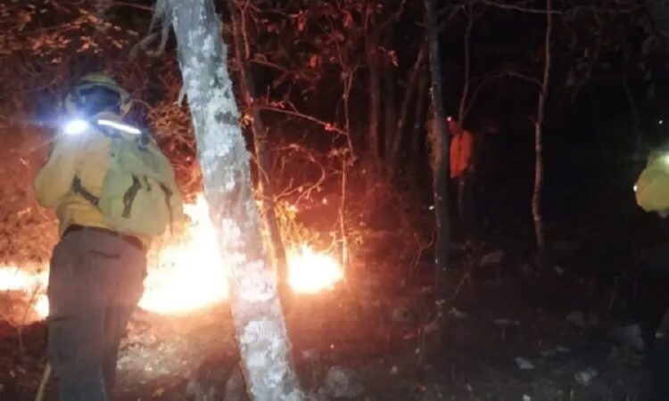 Unen esfuerzos para combatir incendio forestal