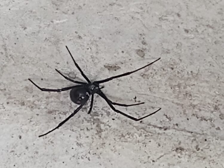 Advierten aparición de peligrosos arácnidos en casas por incremento del calor