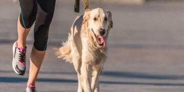 Los perros son capaces de reconocer nombres de objetos que conocen: Estudio