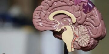 Descubren proteína con un papel clave en la progresión neurodegenerativa de Alzheimer