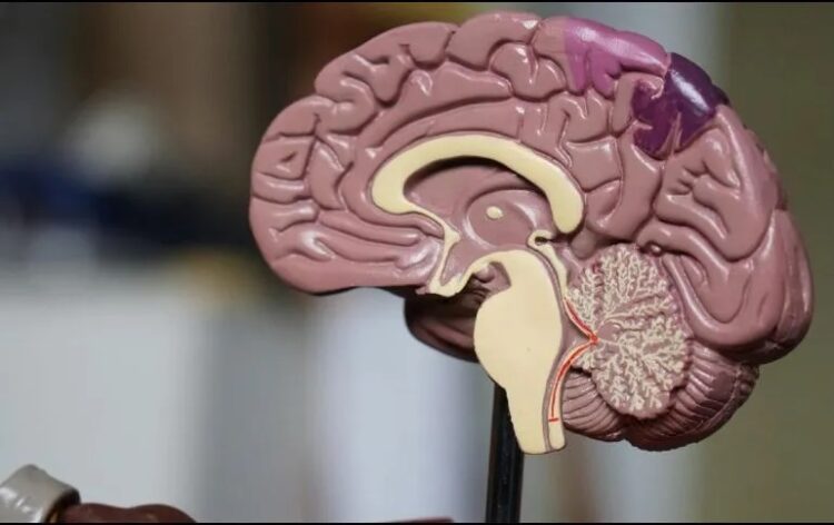 Descubren proteína con un papel clave en la progresión neurodegenerativa de Alzheimer