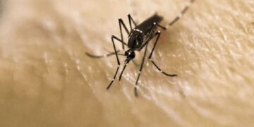Descubren impacto de crisis climática en mosquito del dengue