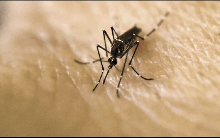 Descubren impacto de crisis climática en mosquito del dengue