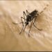 Descubren impacto de crisis climática en mosquito del dengue
