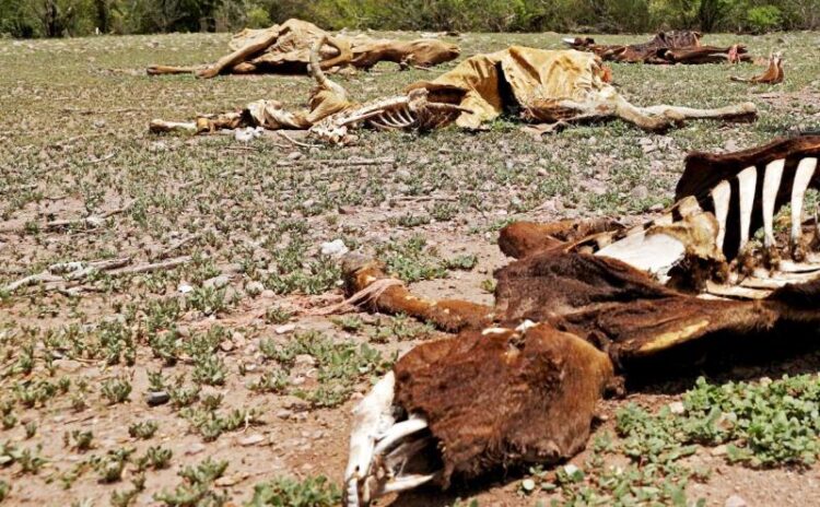 Mueren las primeras reces por sequía en #Tamaulipas