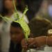 Semana Santa: ¿Qué significado tiene el Domingo de Ramos?