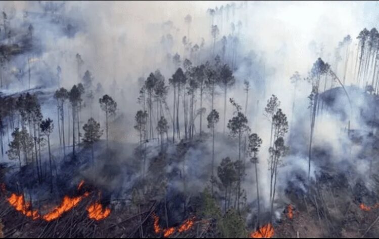 Paraguay registra más de cien incendios forestales en medio de olas de calor