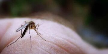 ¿Cómo prevenir las picaduras de mosquitos?