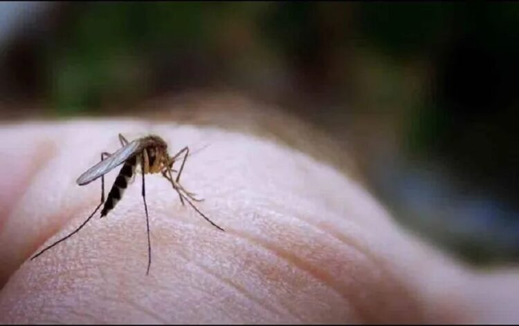 ¿Cómo prevenir las picaduras de mosquitos?
