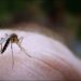 ¿Cómo prevenir las picaduras de mosquitos?