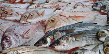 ¿Cómo conservar pescados y mariscos frescos en casa?