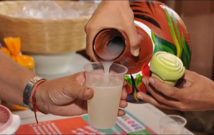 Conoce el trabajo del tlachiquero: el viejo oficio en torno al pulque