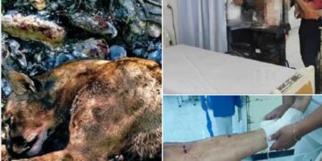En Jaumave: Feroz Puma ataca a dos Campesinos en Magueyes