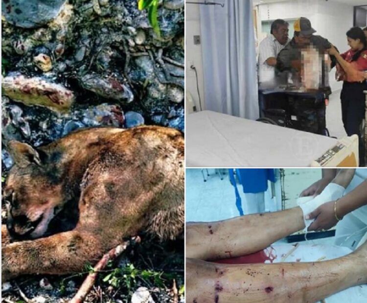 En Jaumave: Feroz Puma ataca a dos Campesinos en Magueyes