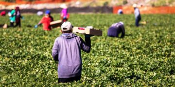 Indispensable reforzar sanidad vegetal para proteger el futuro de la producción de alimentos: UMFFAAC