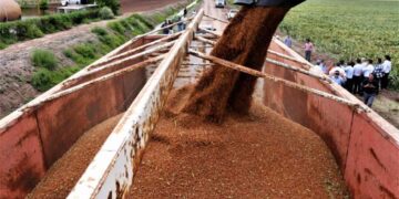 Recibirán productores tamaulipecos de sorgo precios justos