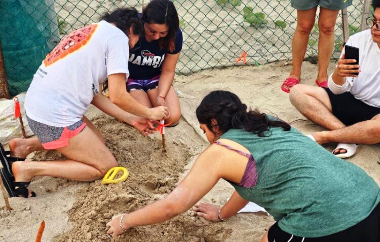 Colabora la UAT en el proyecto de conservación de la tortuga lora