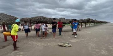 Desove de Tortuga Lora en Playa Miramar