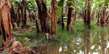 Agricultores de Chiapas urgen declaratoria de desastre por lluvias