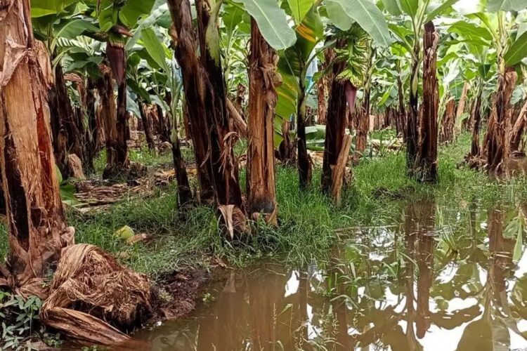 Agricultores de Chiapas urgen declaratoria de desastre por lluvias