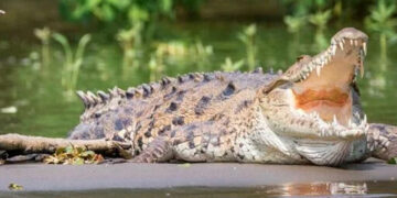 Cocodrilo de 3 metros ataca a visitante en Tampico; le quiso arrancar la pierna