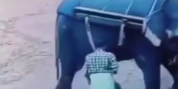 Sujeto es aplastado por un elefante en safari ilegal en la India