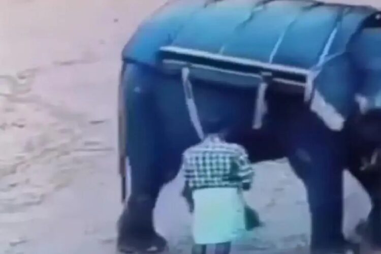 Sujeto es aplastado por un elefante en safari ilegal en la India