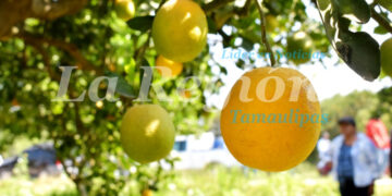 Continúa Gobierno de Tamaulipas con monitoreo y control del cancro de los cítricos