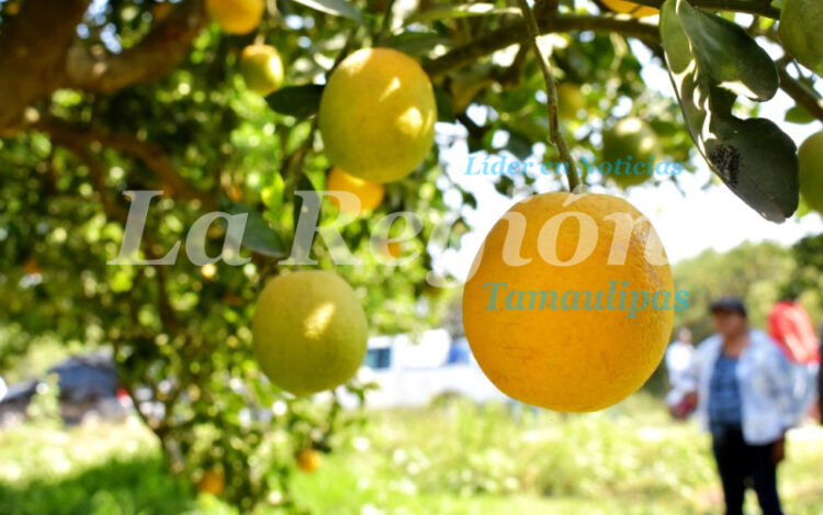 Continúa Gobierno de Tamaulipas con monitoreo y control del cancro de los cítricos