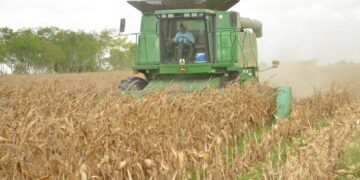 Convocan a productores de maíz a registrarse en el Programa de Precios de Garantía